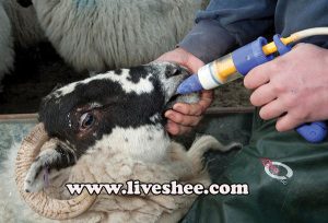 درمان بیماری های انگلی گوسفندان