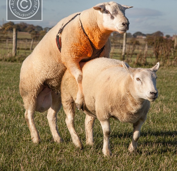 روشهای تشخیص فحلی گوسفندان