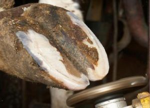 اصلاح سم در گاو شیری