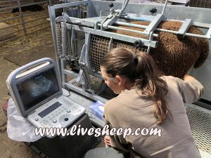 تشخیص آبستنی گوسفند و بز با اولتراسونوگرافی