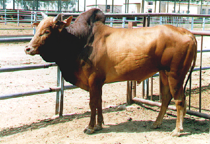 گاو نجدی