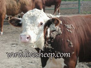 درمان بیماری پوستی زگیل در گاو