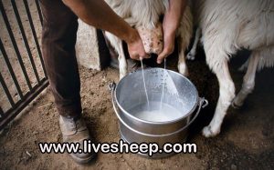 فواید و مزایای شیر گوسفند