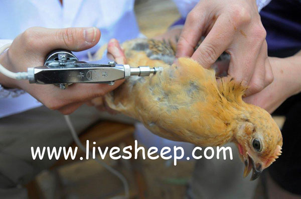 نحوه واکسن زدن به طیور