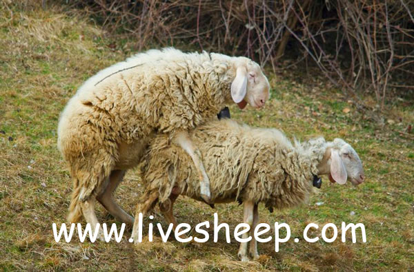 جفت گیری گوسفندان