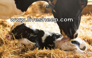 رفع مشکلات ناباروری در گاوهای شیری