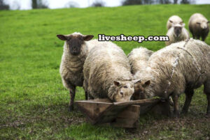 اسیدوز-گوسفندان