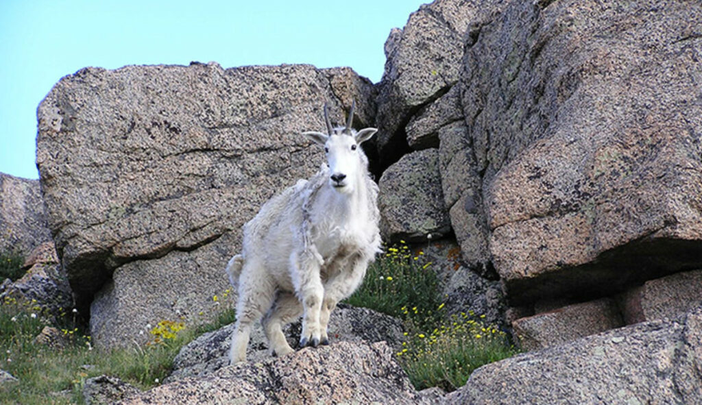 تعبیر خواب بز