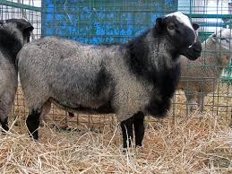 گوسفند رومانف