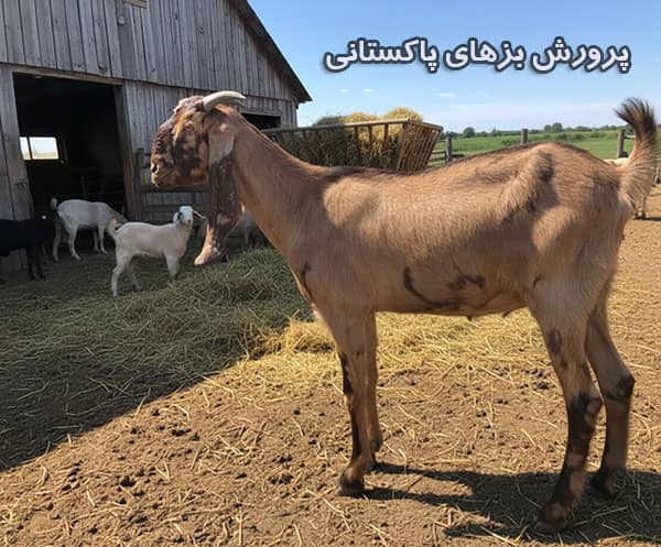 روش های پرورش بزهای پاکستانی 