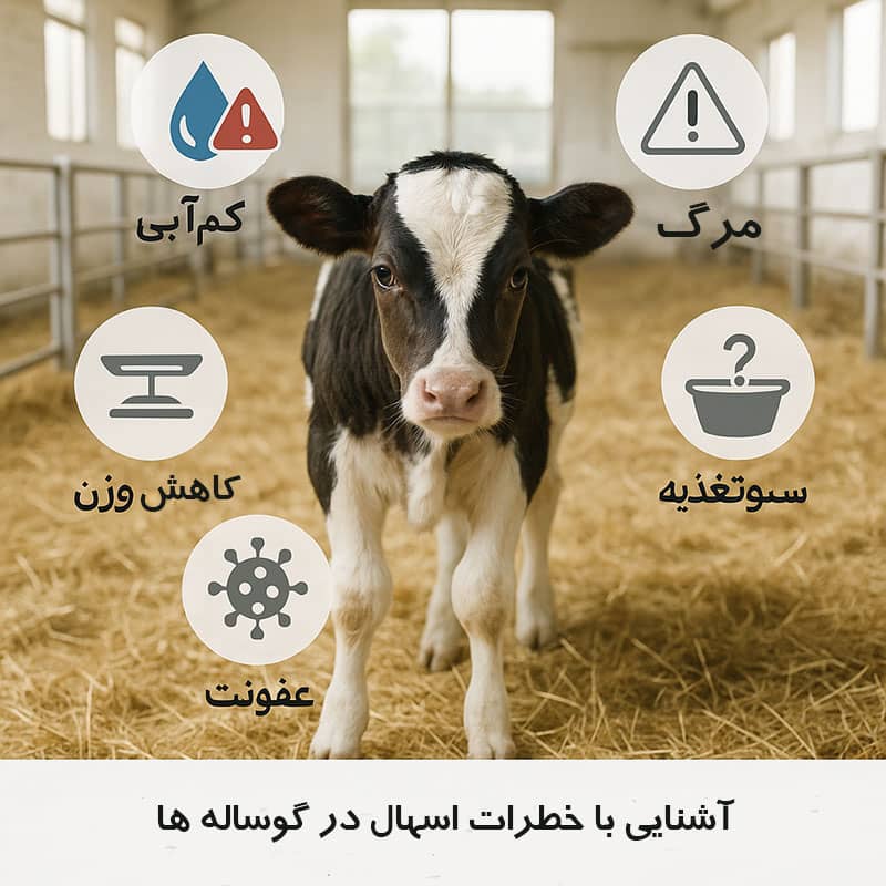 آشنایی با خطرات اسهال در گوساله ها