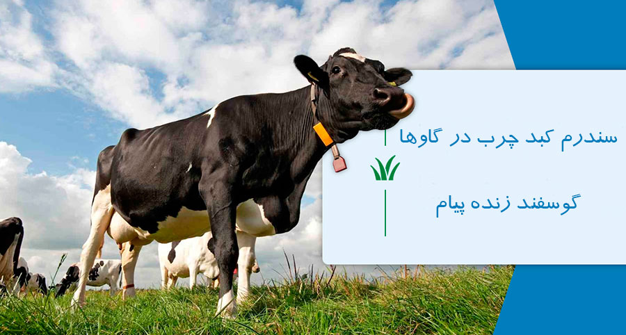 آشنایی با علل سندروم کبد چرب در گاوها