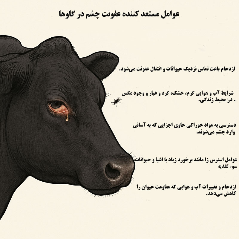 عوامل مستعد کننده عفونت چشم در گاوها کدامند 