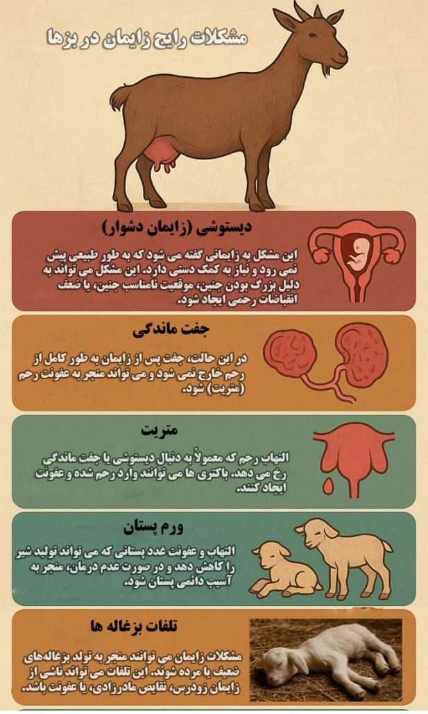مشکلات رایج زایمان در بزها  کدامند و چه مشخصاتی دارند