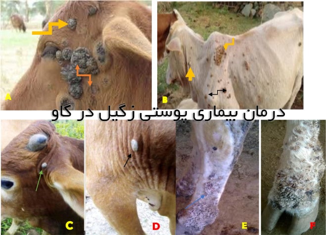 روش های درمان بیماری پوستی زگیل در گاو چیست