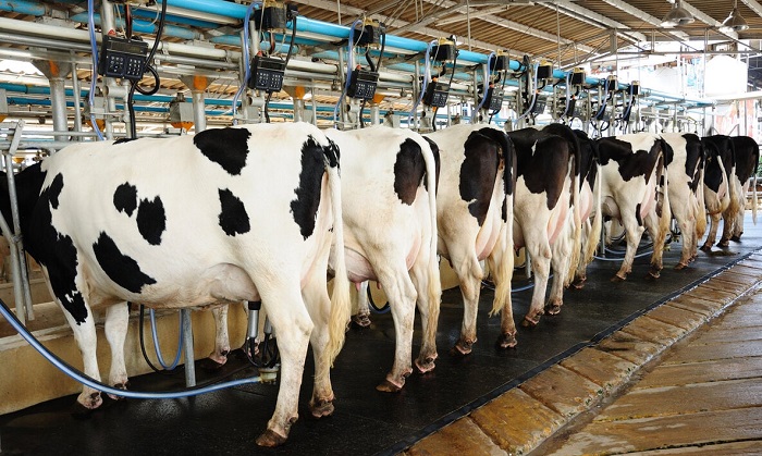 راه های افزایش شیر در گاو کدامند