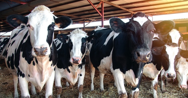 سلامت گاوها چه تاثیری بر تولید شیر دارد