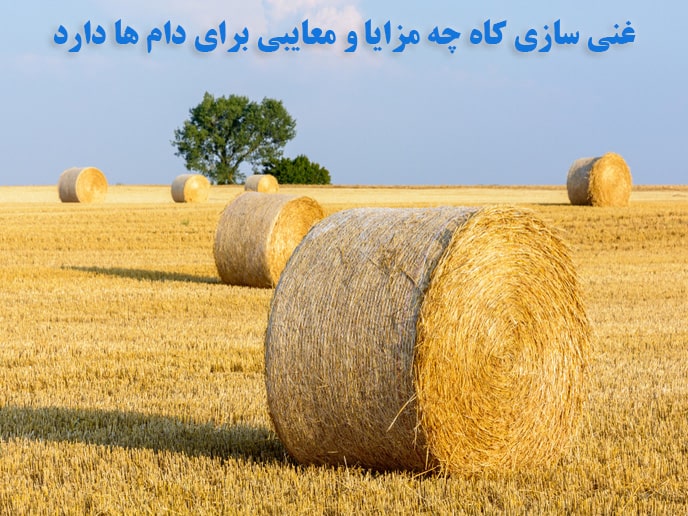 غنی سازی کاه چه مزایا و معایبی برای دام ها دارد