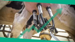 راه های مدیریت دوره شیردهی گاوها