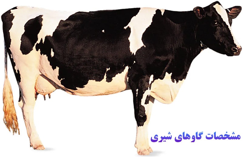 گاوهای شیری چه مشخصاتی دارند