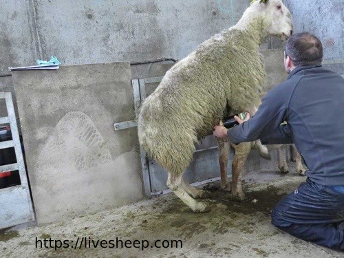 تلقیح مصنوعی گوسفندان چه مزایایی دارد