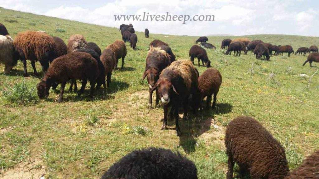 فروش گوسفند زنده در تهران و کرج