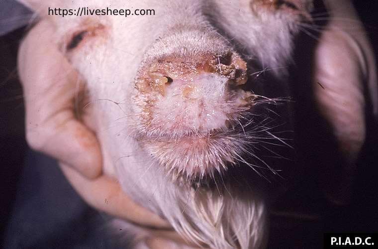 بیماری آبله گوسفندی چیست