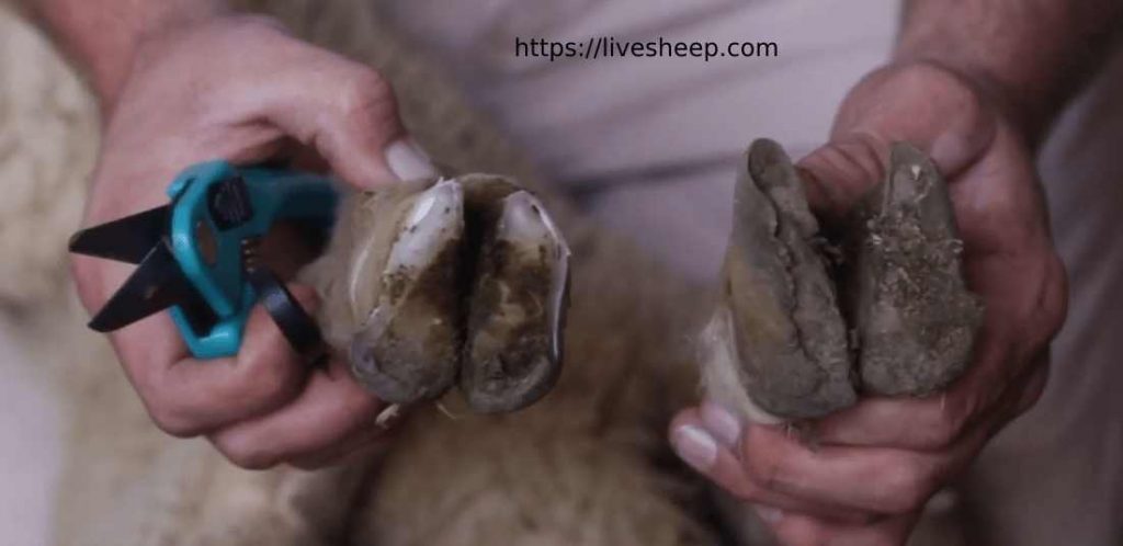 روش های درمان آبسه پای گوسفندان