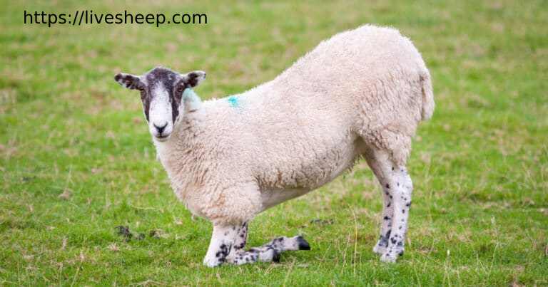 بیماری آبسه پای گوسفندان چه علائمی دارد