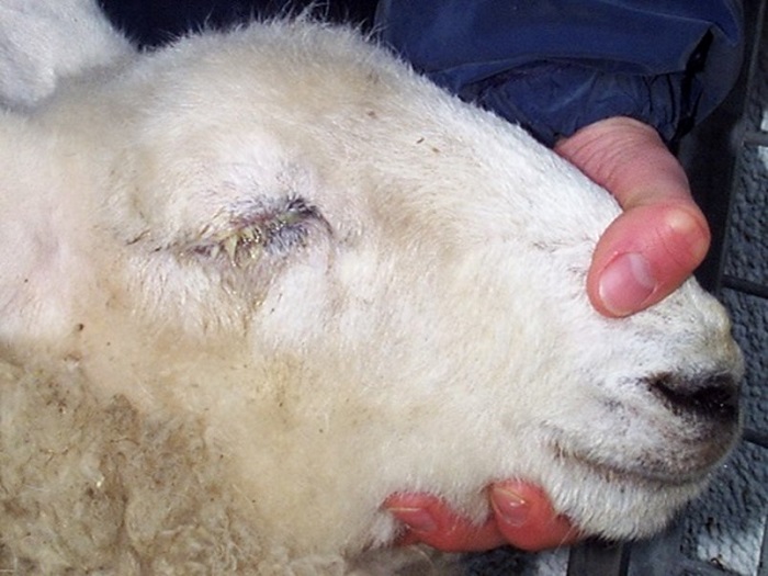 آیا بیماری کپلک در گوسفندان قابل پیشگیری است