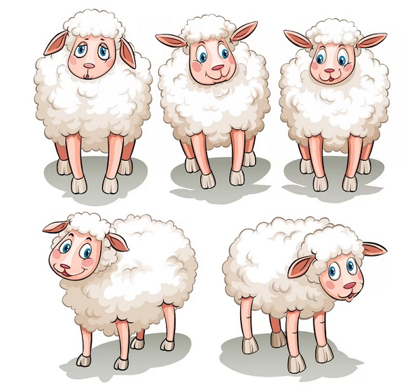 انواع پشم گوسفند و مزایای آن