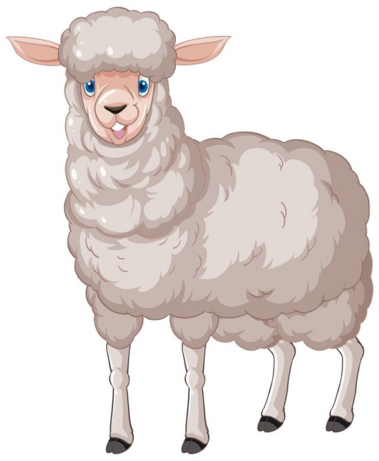  پشم گوسفند چه خواصی دارد