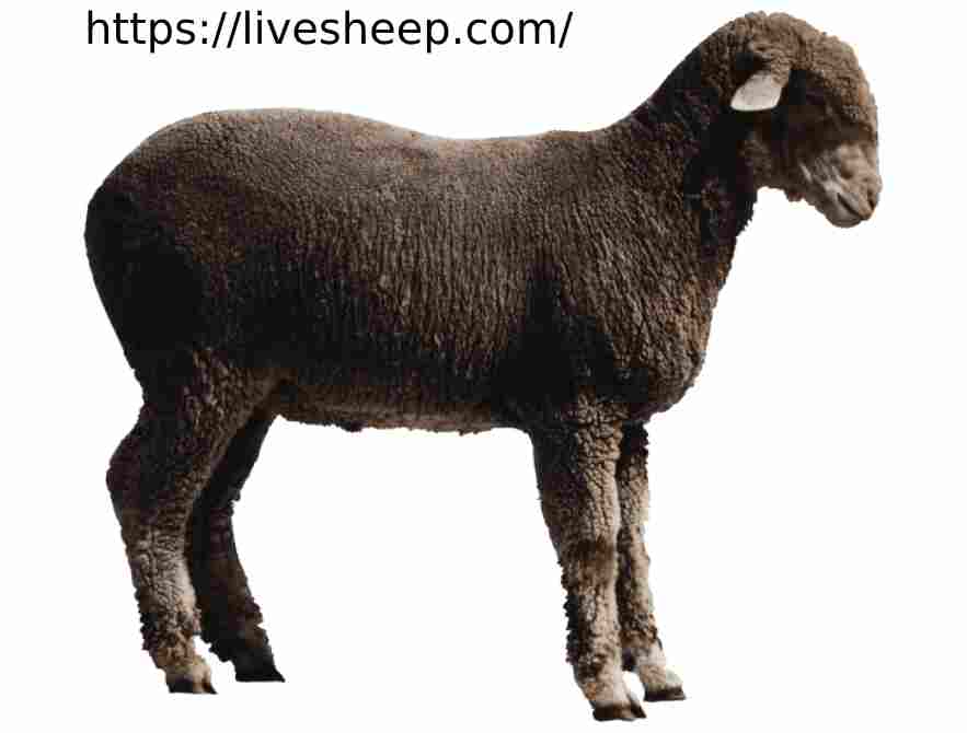 آشنایی با گوسفند نژاد فشندی