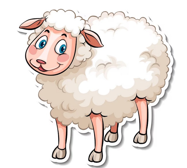 پشم گوسفند چه مزایایی دارد
