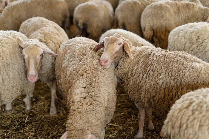 چگونگی مسمومیت آبستنی گوسفندان