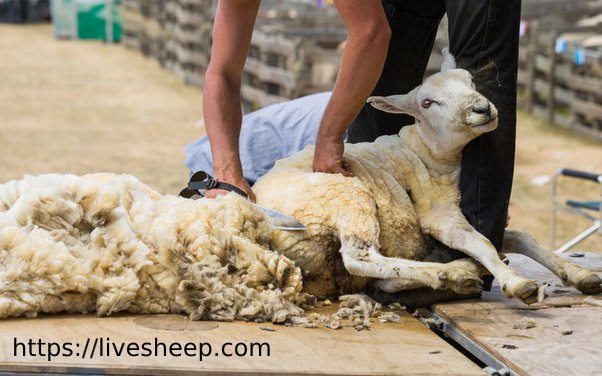 پشم گوسفندان در چه صنایعی استفاده میشود