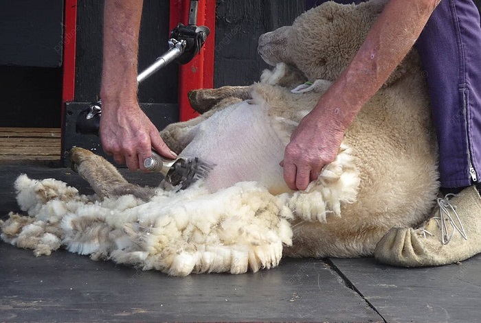 کدام گوسفندان پشم بیشتری دارند و چه کیفیت دارد