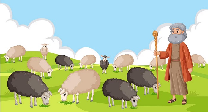 انواع روشهای پرواربندی گوسفندان