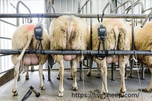 دلیل کم شدن شیردهی گوسفندان