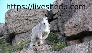 تعبیر خواب بز