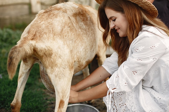 روش های افزایش شیردهی گوسفندان