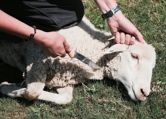 روش کشتن گوسفند چگونه است