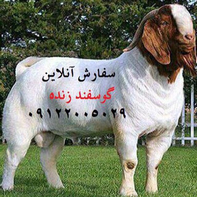 سفارش آنلاین گوسفند زنده در ایران