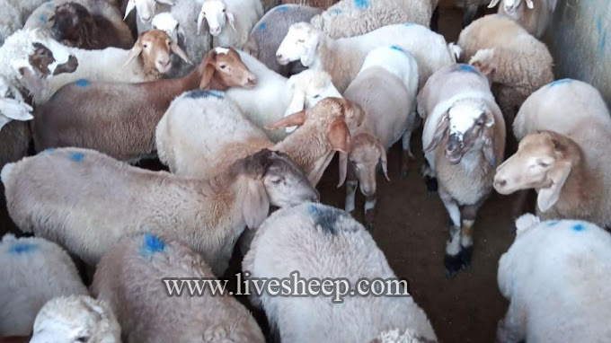 درباره تاریخچه گوسفند بیشتر بدانیم