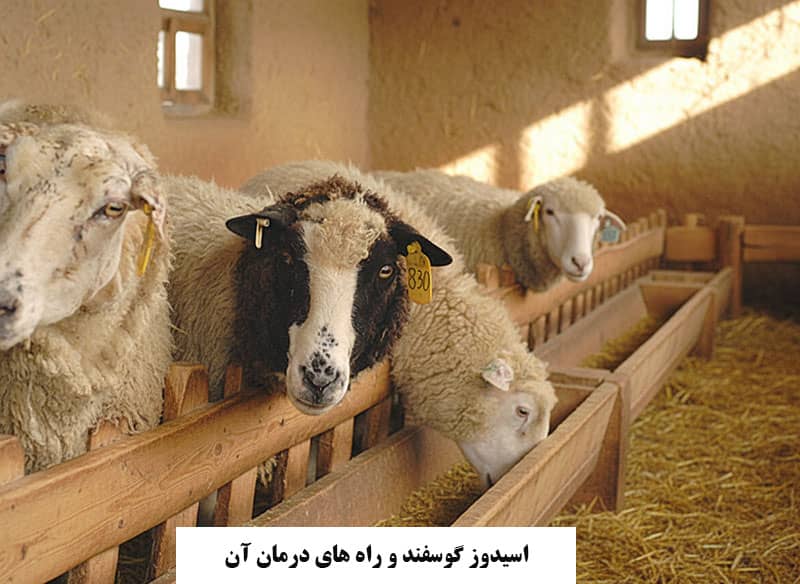 اسیدوز گوسفند و راه های درمان آن