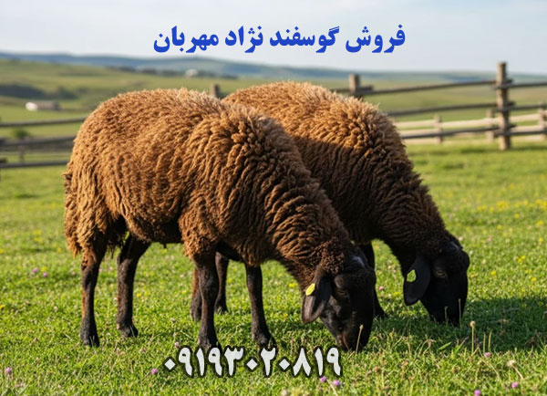 فروش بهترین گوسفند نژاد مهربان در تهران