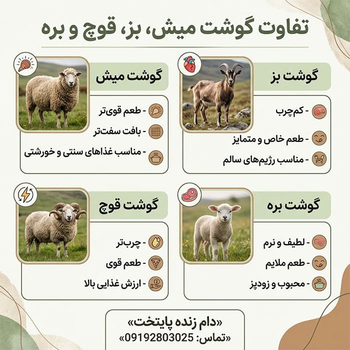 آشنایی با راهنمای تفاوت گوشت میش،بز،قوچ و بره