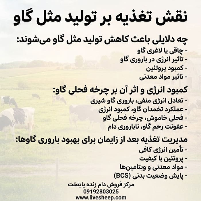  تغذیه برای تولیدمثل گاوها چه نقش و اهمیتی دارد
